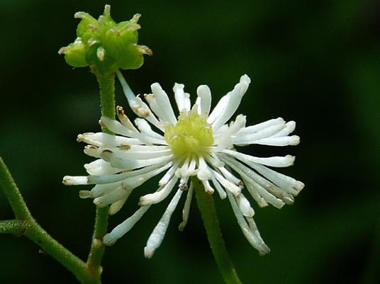 {Trautvetteria caroliniensis}
